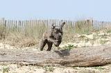 CANE CORSO 225